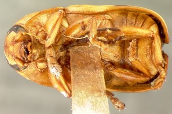 Media type: image; Entomology 8827   Aspect: habitus ventral view